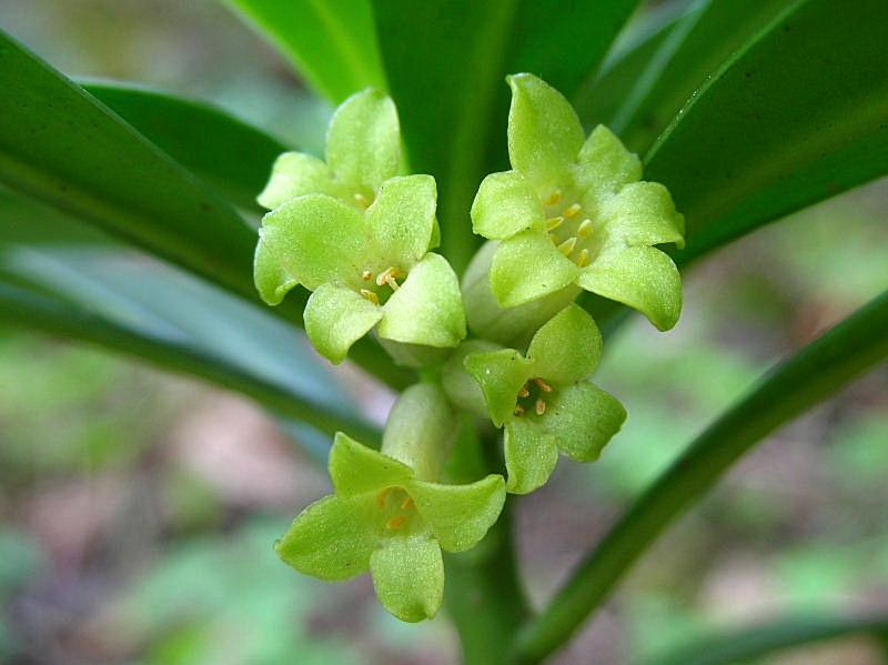 Daphne laureola / Dafne laurella